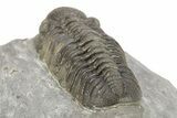 Prone Morocops Trilobite - Ofaten, Morocco #273419-5
